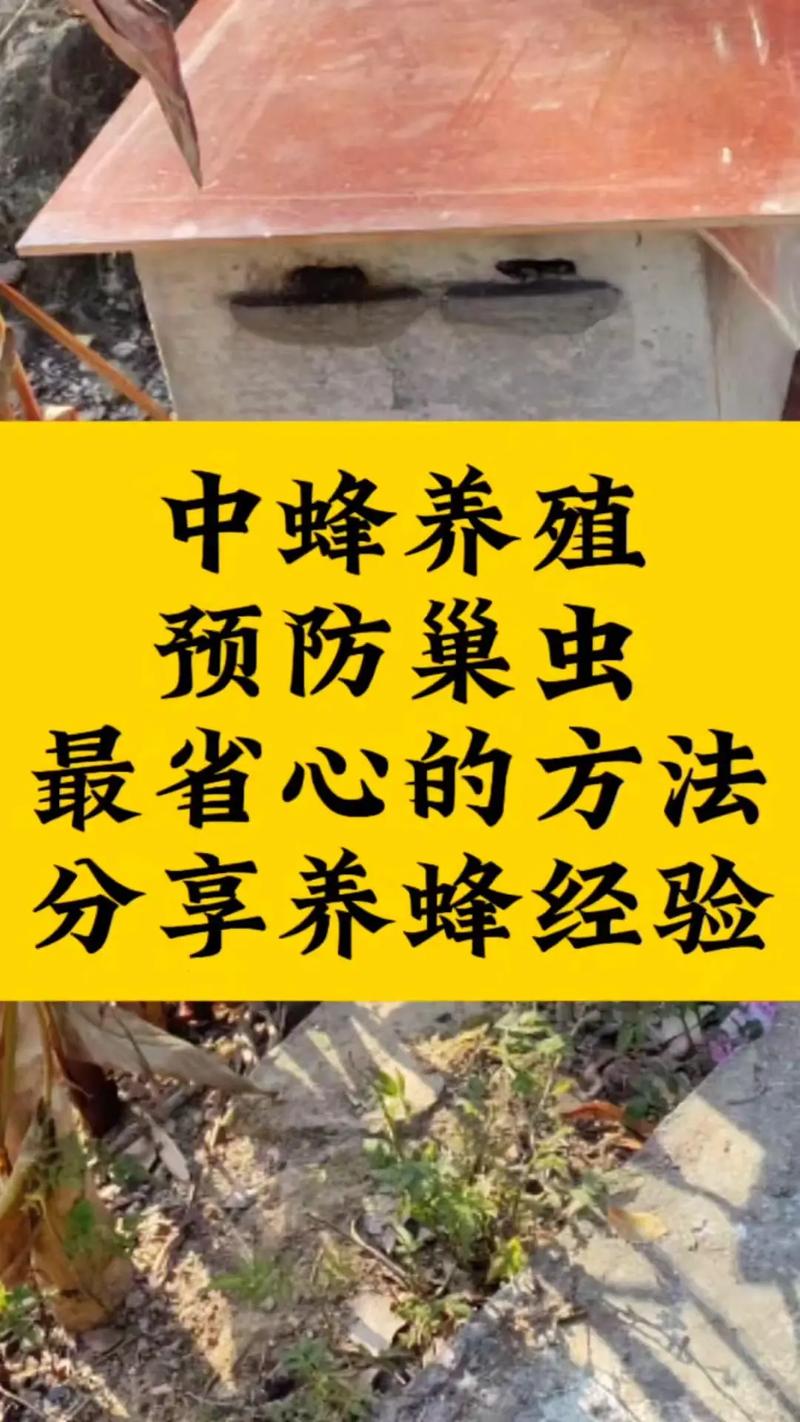 黄蜂入洞的作用？揭秘这一行为背后的科学与生态意义