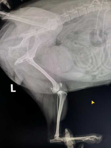皇社官方：奥德里奥索拉左膝前十字韧带撕裂，将接受手术